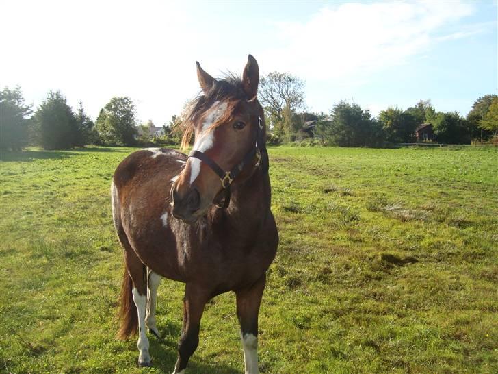 Pinto Secret Princess billede 6