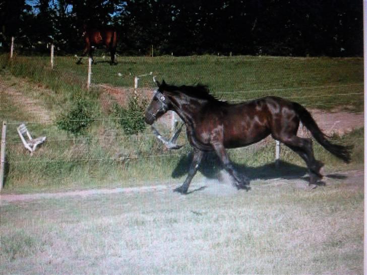 Frieser Miriam R.I.P. <3 - løber ned ad bakken.... med en due ved hendes side :D billede 9