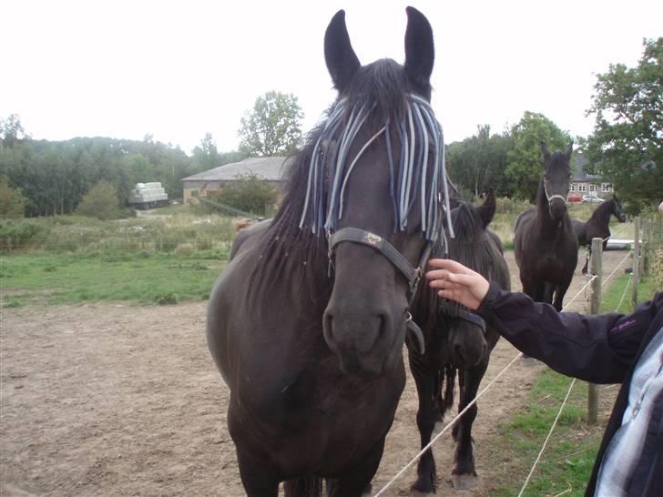 Frieser Miriam R.I.P. <3 - min mor hilser lige på hende.... længe siden de har set hinanden. billede 11