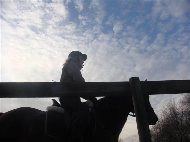 Anden særlig race Beauty  - Og så traver vi C:. - Billed af Mille - billede 2