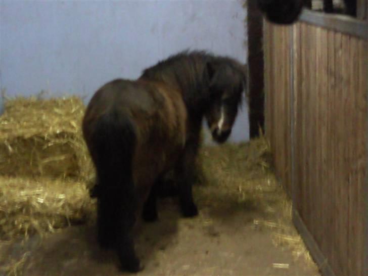 Shetlænder Miss Soffie (solgt) billede 6