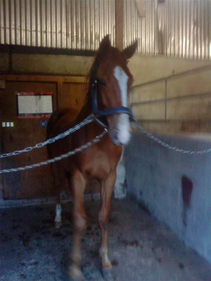 Anden særlig race Stald Nino`s Knock out T billede 11