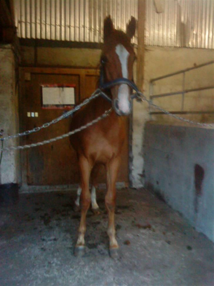 Anden særlig race Stald Nino`s Knock out T billede 12