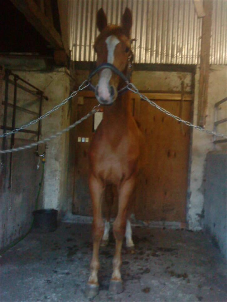 Anden særlig race Stald Nino`s Knock out T billede 13