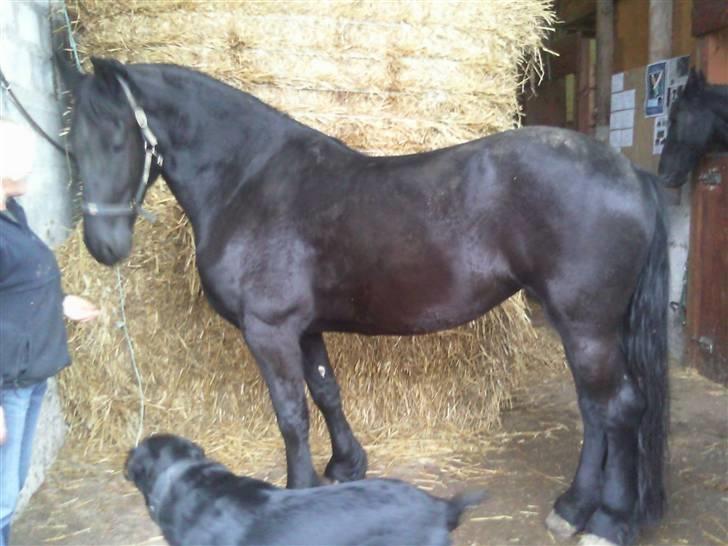 Frieser Miriam R.I.P. <3 - :) billede 15