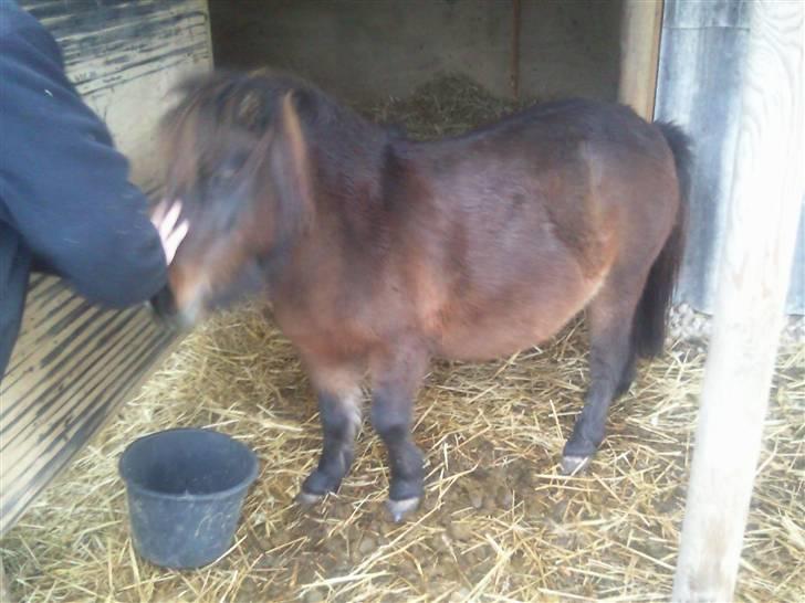 Shetlænder Miss Soffie (solgt) - LIlle soffie er kommet i fol, det et elvis der er den stolte far :) de går rigtig og hygger sig som mand og kone :) billede 7