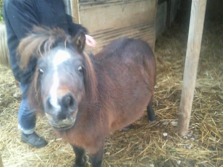 Shetlænder Miss Soffie (solgt) - ja hun har taget godt på :) billede 8