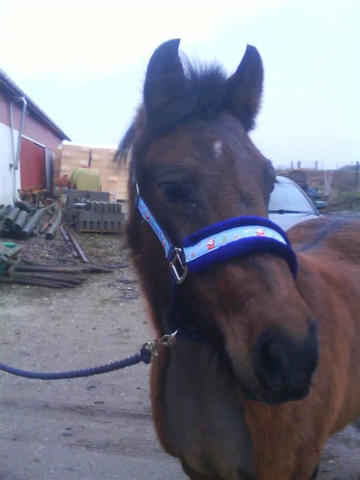 Anden særlig race Fiona - red - Taget til stævnet hos Stald Rønbjerg den 6. december ;) Med en fin JULEgrime xD billede 10