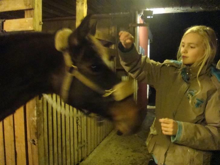 Anden særlig race Beauty  - "Giv mig nu den godbid Laura forpokker" :b. - Billed af Signe - billede 5