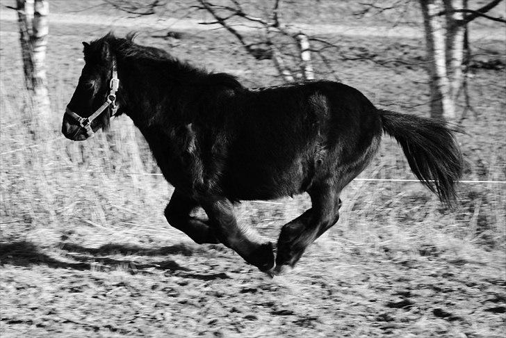 Anden særlig race Bonus billede 8