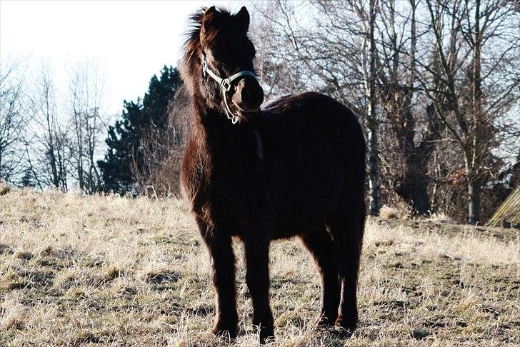 Anden særlig race Bonus billede 9