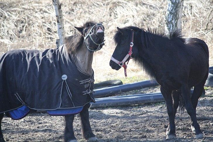 Anden særlig race Bonus billede 10