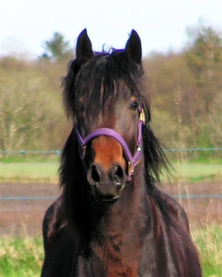 Welsh Cob (sec D) Alettico (Letti) - alettico 2 år billede 4