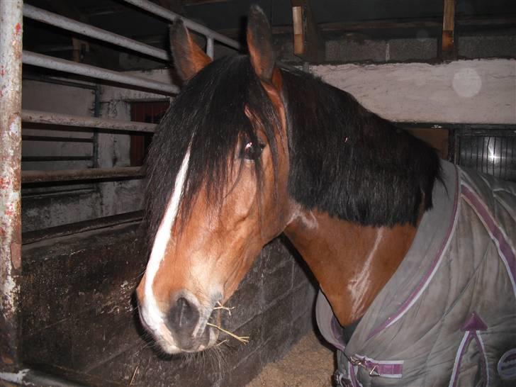 Welsh Cob (sec D) Lindbergs Fashion R.I.P d. 14/3-12 - Gumle, gumle :D billede 2