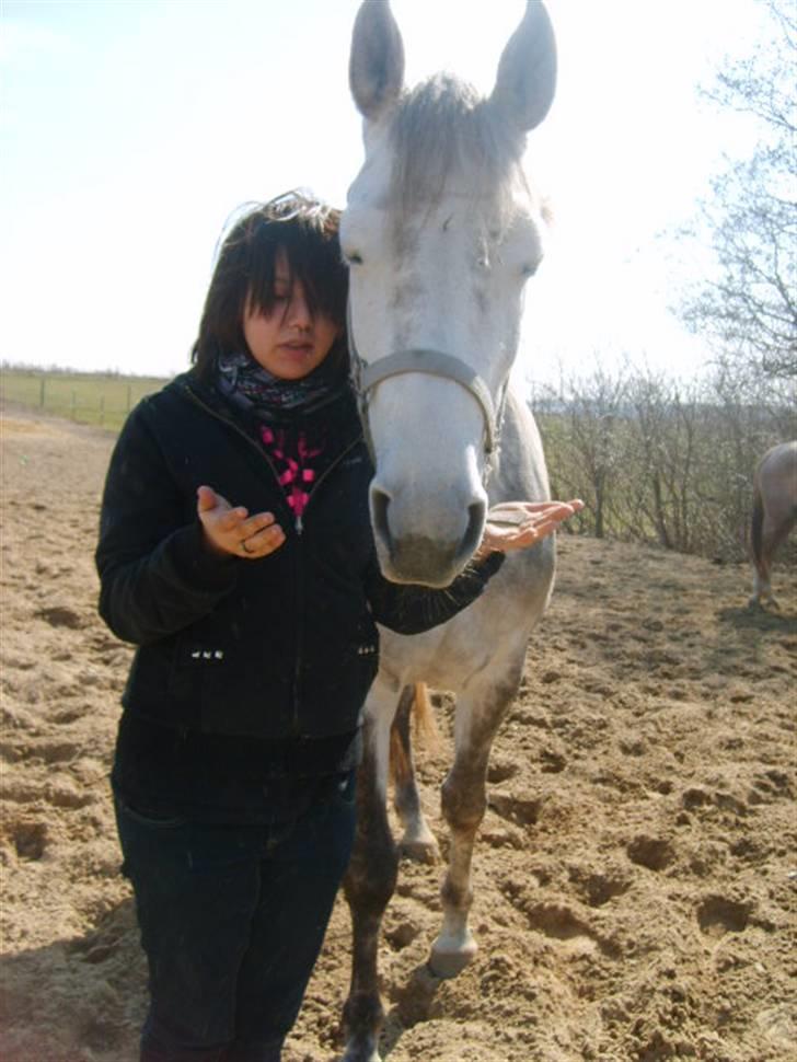 Anglo Araber (AA) Butterhill's Chasmine billede 9