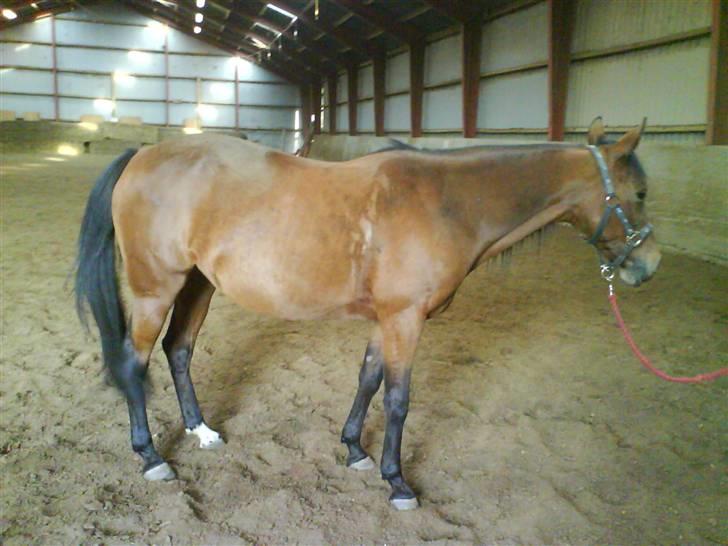 Anden særlig race trunde - så er vi i ridehus og tage billeder <33(: billede 2