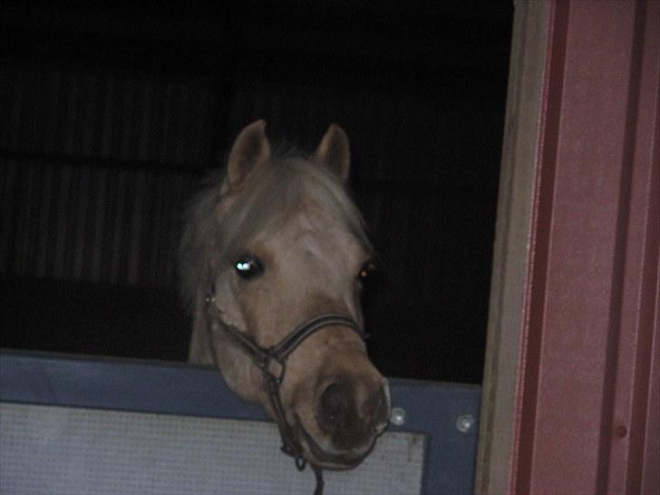 Hollandsk Sportspony Epol Star *Solgt* R.I.P - Smukke <3 billede 5