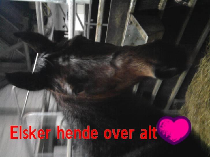 Anden særlig race trunde - her er et sløret billed men i skulle lige se hende på det hun er bare sød ikk ?<33 billede 6