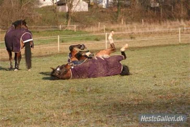 Knabstrupper >Casper<3 (Part) billede 6