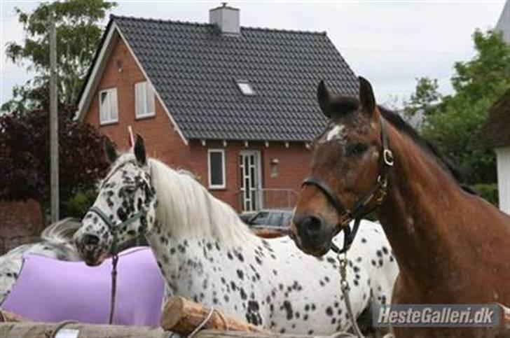 Knabstrupper >Casper<3 (Part) billede 7