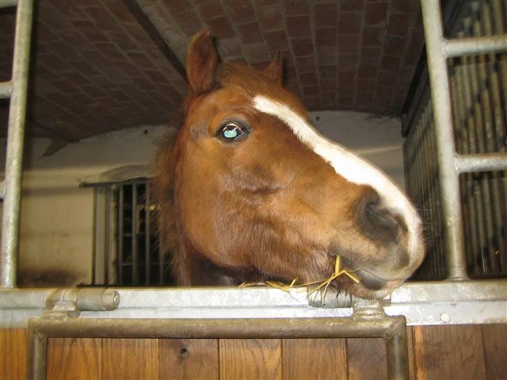 Welsh Pony af Cob-type (sec C) Tovdal's Impressiv Boy: SOLGT billede 8