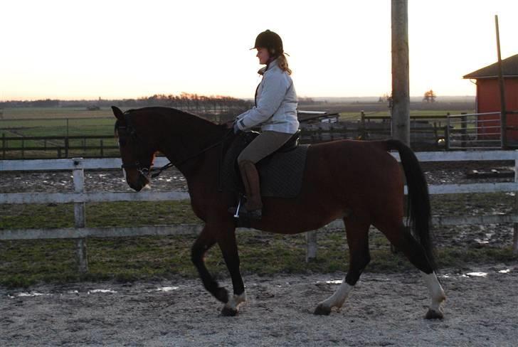 Anden særlig race Fanny - Foto: Trine/Tbsfoto billede 2