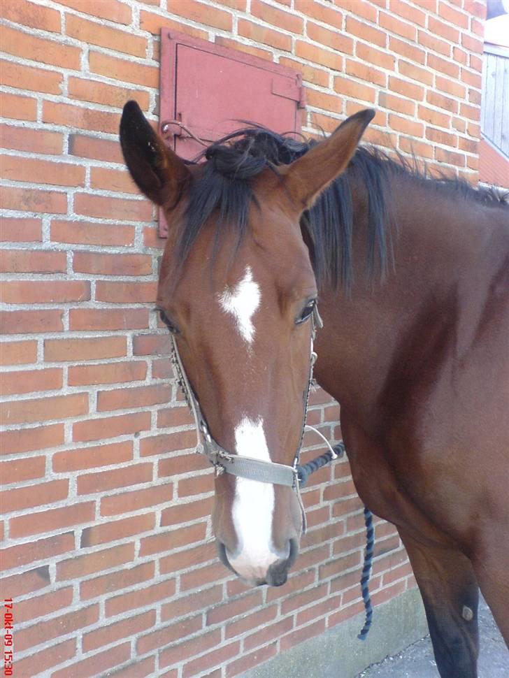 Anden særlig race Fanny billede 5