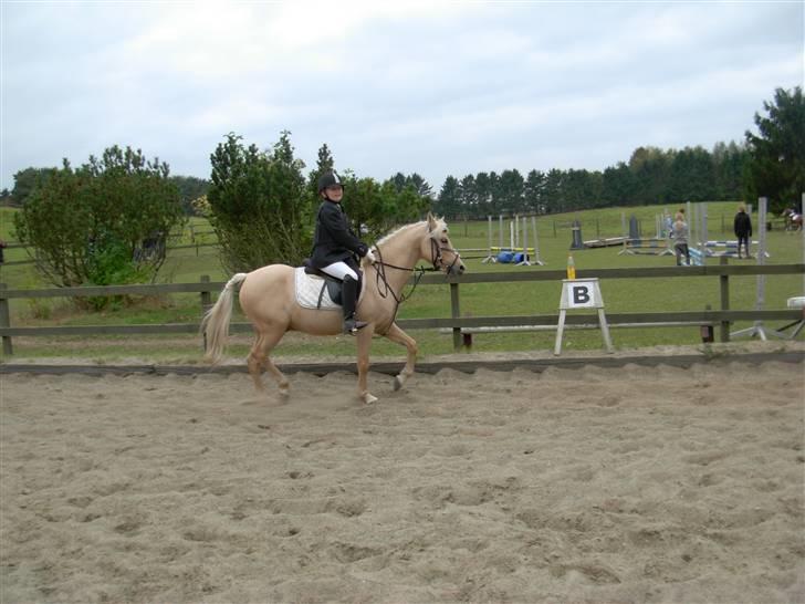 Hollandsk Sportspony Epol Star *Solgt* R.I.P - Opvarmning til springstævnet på Langstrup. billede 6