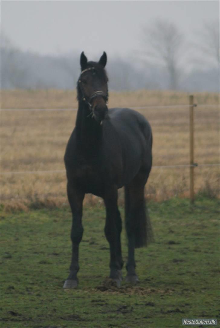 Norsk Varmblod  Staro Hit - Træls det skulle være så tåget og gråt den dag men smuk det er han nu uanset mind dreng billede 3