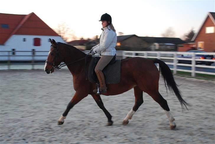 Anden særlig race Fanny - Foto: Trine/Tbsfoto billede 16