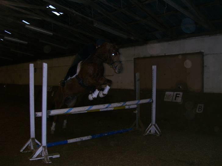 New Forest kantjes raimon - spring med den dejlige pony :D billede 13