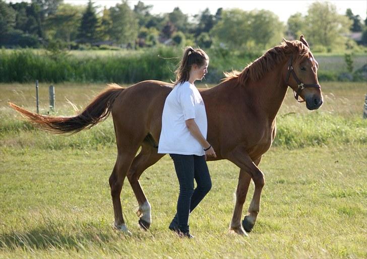Tysk Sportspony Bacardi - Sjov på folden! =) - sommergræs 2010. billede 17