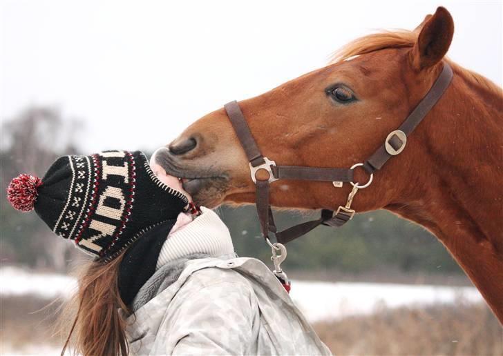 Tysk Sportspony Bacardi - SMASK :-* billede 18