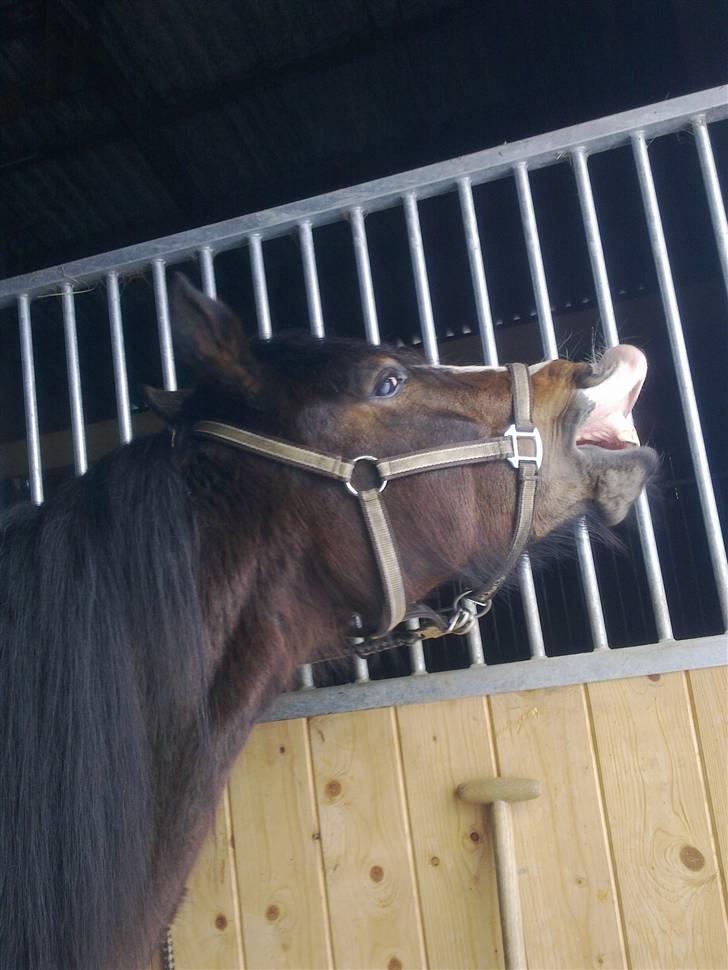 Welsh Pony af Cob-type (sec C) Sharona - Fighter flæber heh hun synes æblebolcherne smagte sjovt tror jeg :O) billede 2