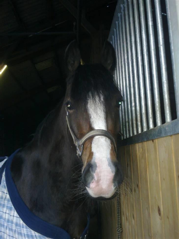 Welsh Pony af Cob-type (sec C) Sharona billede 3