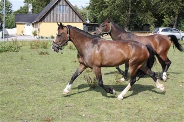 Welsh Pony af Cob-type (sec C) Sharona billede 5