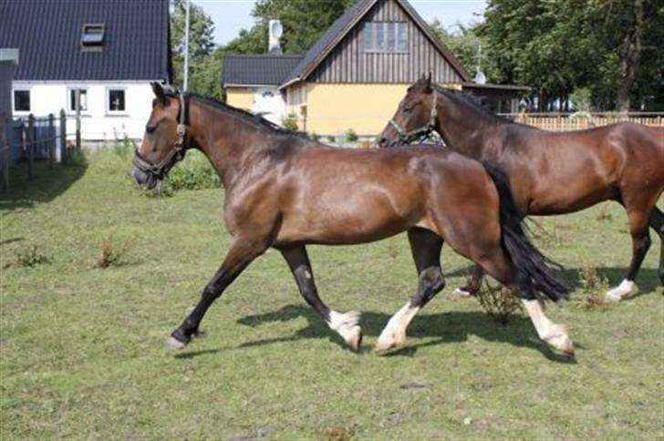Welsh Pony af Cob-type (sec C) Sharona billede 6