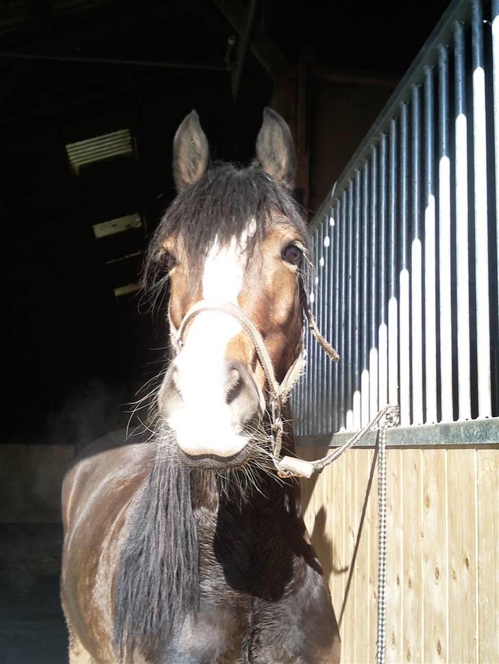 Welsh Pony af Cob-type (sec C) Sharona billede 7