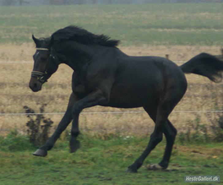 Norsk Varmblod  Staro Hit - Ja galoppen fejler ikke noget, samme opad bakke galop som hans far og farfar billede 8