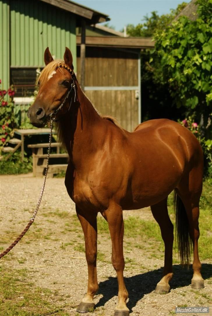 Anden særlig race Ginger, elsket og savnet...<3 - I know you too well, to say that your perfect, but my sweet love. You were  perfect to me..<3 billede 2