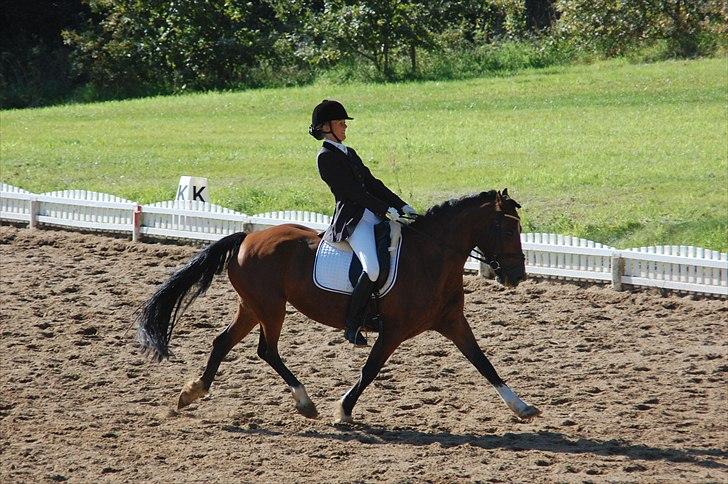 Welsh Cob (sec D) » Rytterbjergets Undine  - Haha d: - Nanna & Undine, LA2, ´første stævne. ((´: <3 billede 12