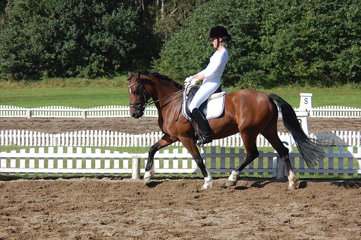 Welsh Cob (sec D) » Rytterbjergets Undine  - Nanna & Undine under opvarmning, ved første stævne. <3 billede 13