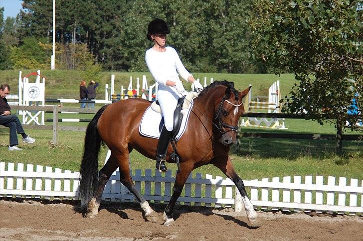 Welsh Cob (sec D) » Rytterbjergets Undine  - Undine & Nanna. Under opvarmingen til LA1 hvor de blev nr. 2 med 63,? % :-D <3 billede 14