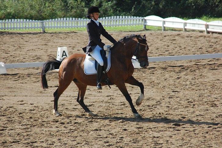 Welsh Cob (sec D) » Rytterbjergets Undine  - Fordi miin pony er sej! *-: billede 15