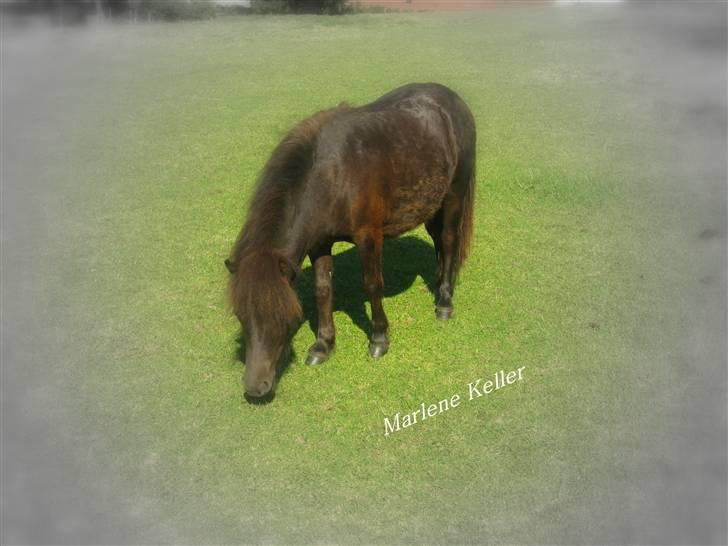 Anden særlig race Hope SOLGT - sommer 09. 1 år & 2 måneder. foto: Marlene -. OBS billederne er af samme hest, bare over længere tid, og er redigeret. - Marlene Keller billede 1