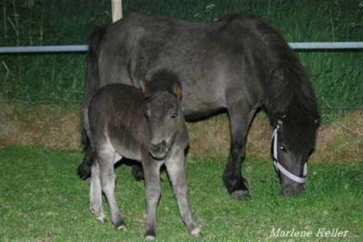 Anden særlig race Hope SOLGT - sommer 08. 2 måneder. Hopes mor & Hope. foto: Monica  billede 2