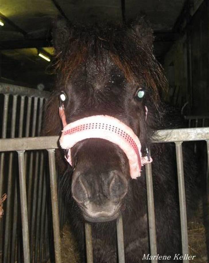 Anden særlig race Hope SOLGT - Vinter 08. 8 måneder. foto: Marlene billede 3