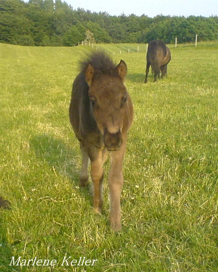 Anden særlig race Hope SOLGT - Sommer 08. 2 måneder. foto: Marlene billede 5