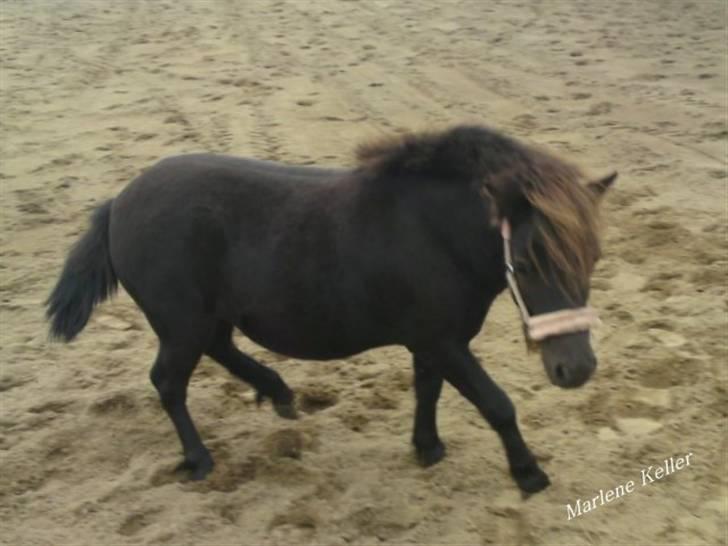 Anden særlig race Hope SOLGT - sommer 09. Cirkus prinsesse. 1 år & 2 måneder. foto: Marlene. billede 6