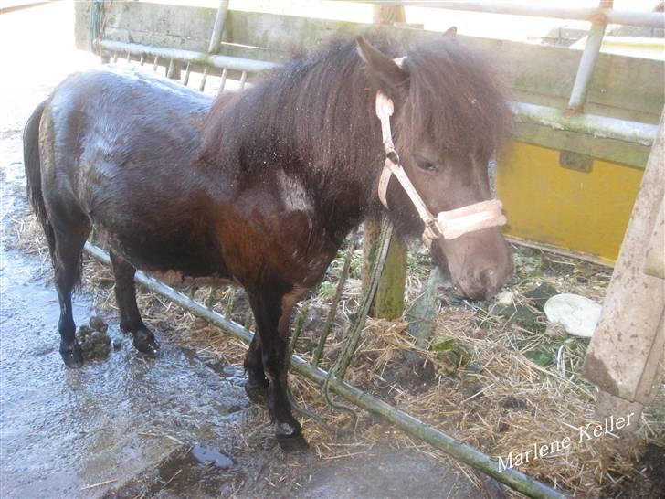 Anden særlig race Hope SOLGT - Sommer 09. første vask. 1 år & 2 måneder. foto: Marlene billede 7